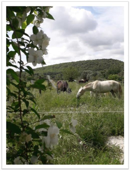 Charming Small House Close To Uzes Foissac  Exterior foto